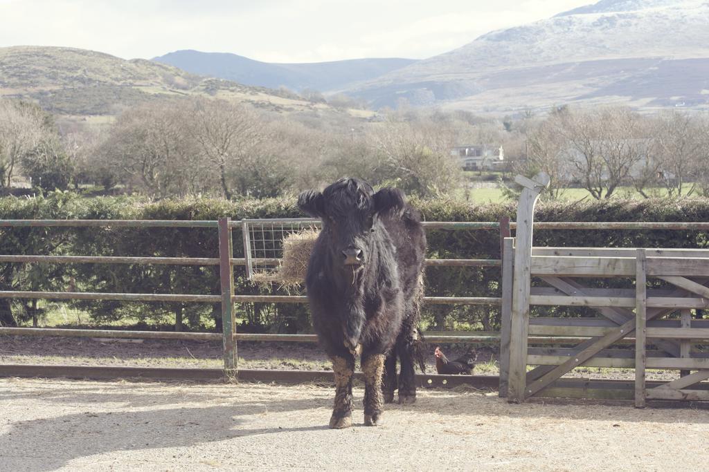 Willa Tyddyn Perthi Farm Llanberis Zewnętrze zdjęcie